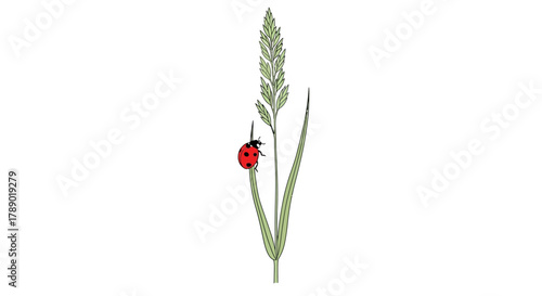 Ladybug perched on a blade of grass, natures delicate balance.