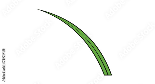 Single Blade of Green Grass Isolated on White Background.