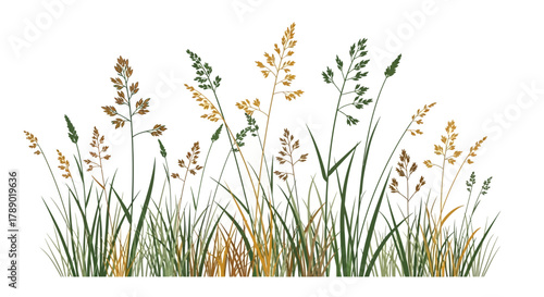 Watercolor Illustration of Wild Grasses and Seed Heads.