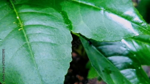 Scenery remaining rainwater on green lime leaves, morning.
