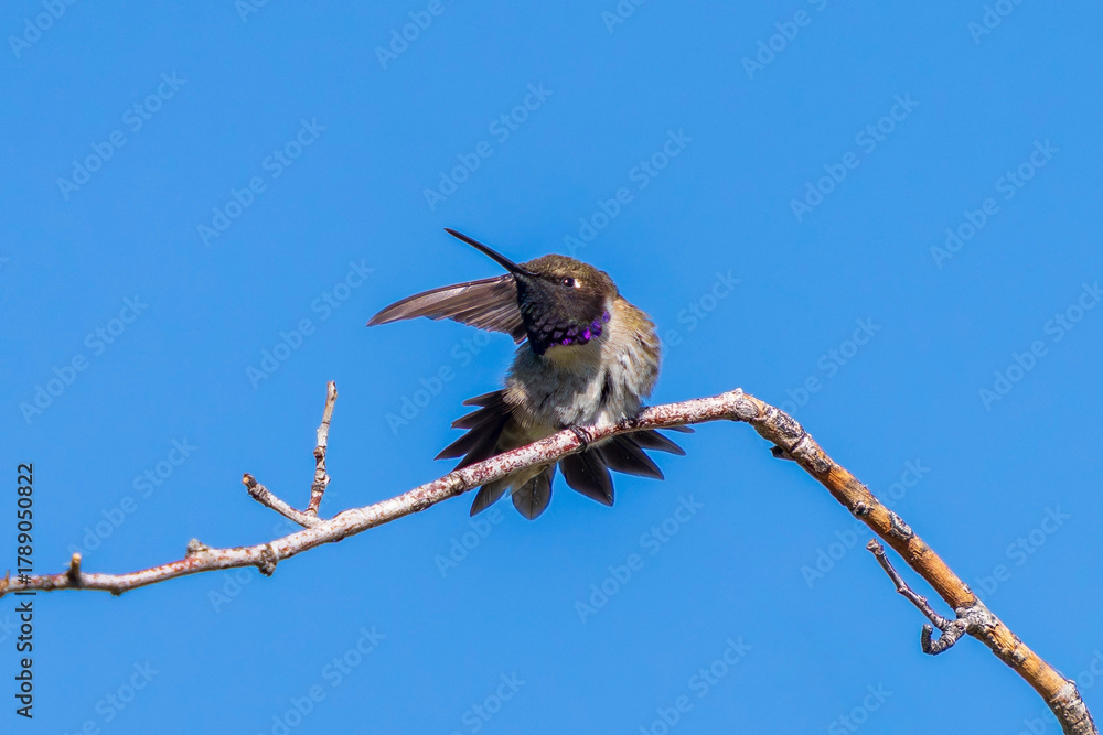 Fototapeta premium A Black-chinned Hummingbird stretching out his wing and tail feathers while perched on a branch against a clear blue sky. Close up view with good details.