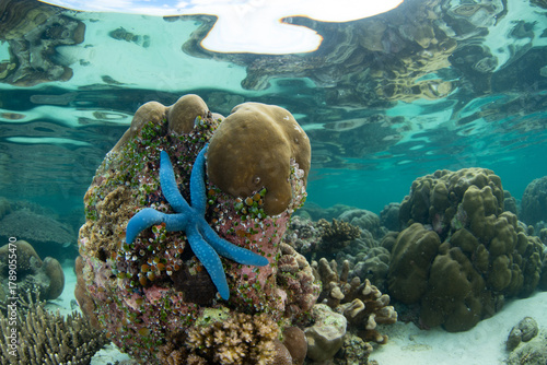 A blue sea star, Linkia laevigata, clings to a shallow coral reef in Indonesia. This region harbors extraordinary marine biodiversity and is a popular destination for divers and snorkelers.