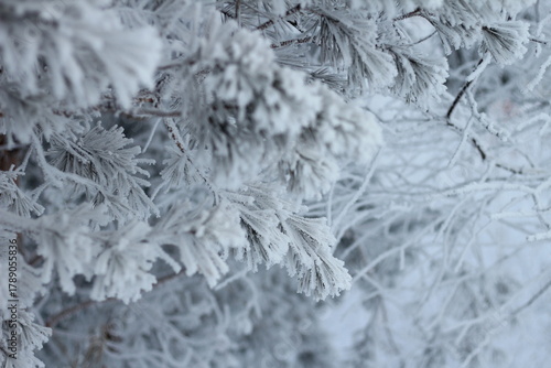 Fotografie Winter forest:  Pine trees and branches are densely covered with frost and snow