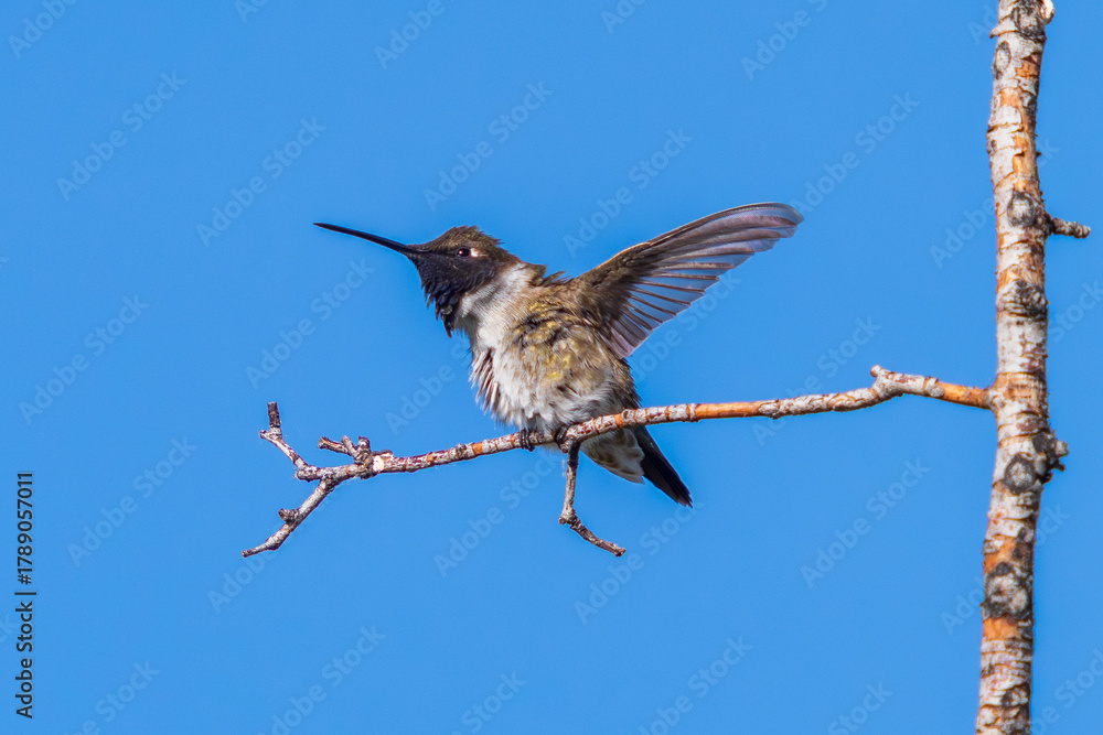 Fototapeta premium A Black-chinned Hummingbird raises a wing and looks upward as he prepares to fly. Close up view with a blue sky background.