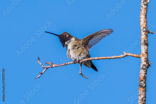A Black-chinned Hummingbird raises a wing and looks upward as he prepares to fly. Close up view with a blue sky background.
