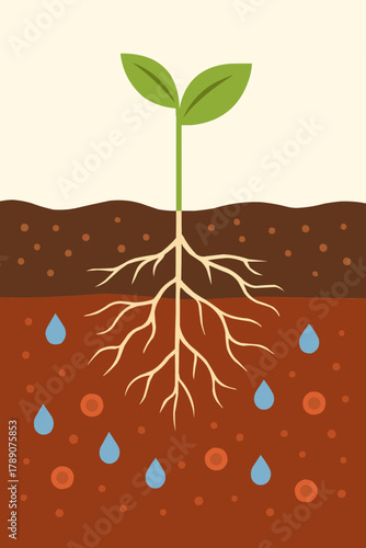 Soil and Plant Root Growth