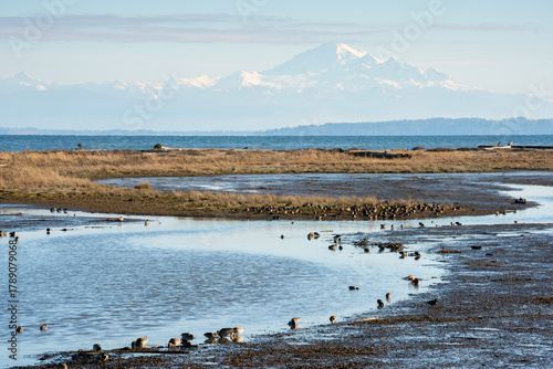 Mud Flats and Shore Birds Centennial Beach. Mud flats at low tide along the shore of Centennial Beach in Delta, British Columbia, Canada.
