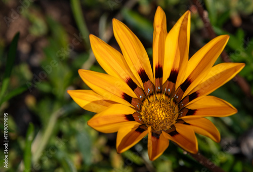 Macro view of a blooming flower with vibrant yellow and brown petals beginning to wilt with an off-centered subject and bright green background