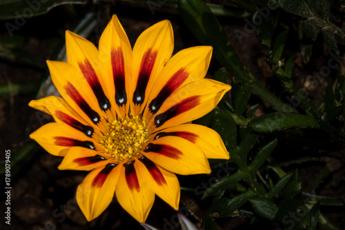 Macro view of a blooming flower with vibrant yellow, red, and black pointed petals using an off-centered subject and dark green background