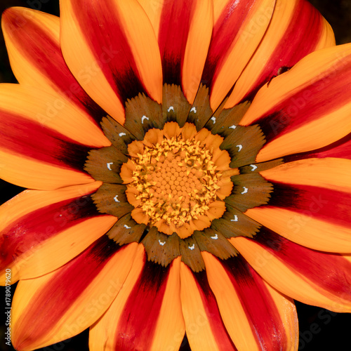 Macro top view image of a flower's vibrant yellow and red petals in bloom