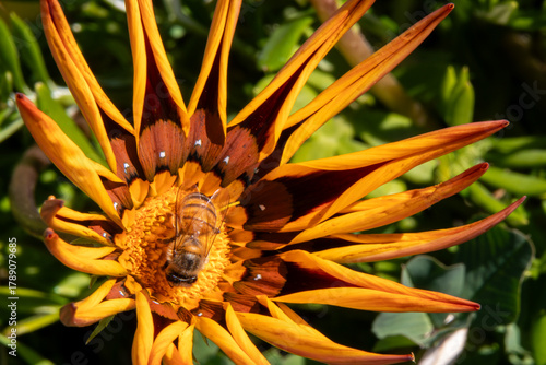 A macro of a bee gathering pollen on a flower with vibrant red and yellow petals beginning to wilt.