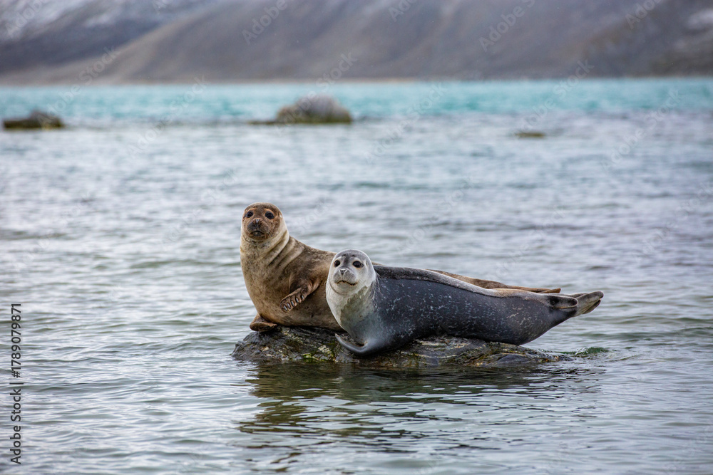 Fototapeta premium Svalbard cruise - Two seals are standing on a rock in the water