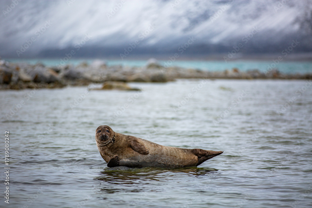 Fototapeta premium Svalbard cruise - Seal is swimming in the ocean
