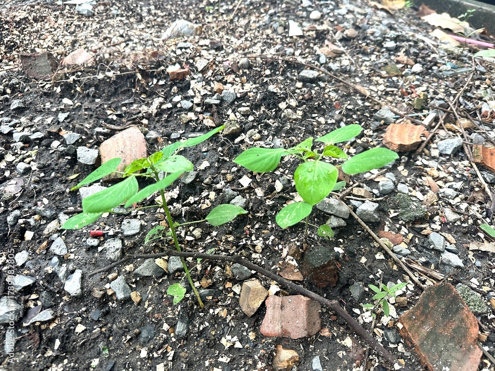 Obraz premium Green Seedlings Growing Through Stones on Rough Soil in an Urban Environment Reflecting Resilience and Nature's Persistence in Tough Conditions