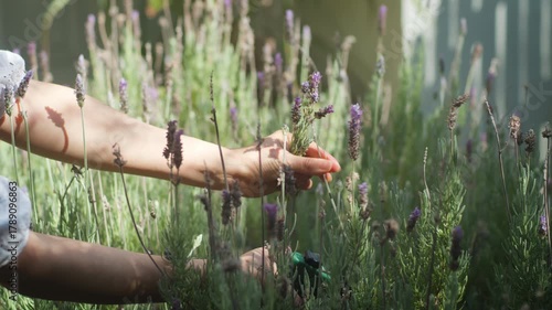 Closeup of a girl picking lavender from a beautiful garden during the day in spring.