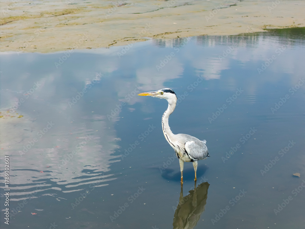 Obraz premium gray heron on lake mud ground land,wildlife in natural habitat