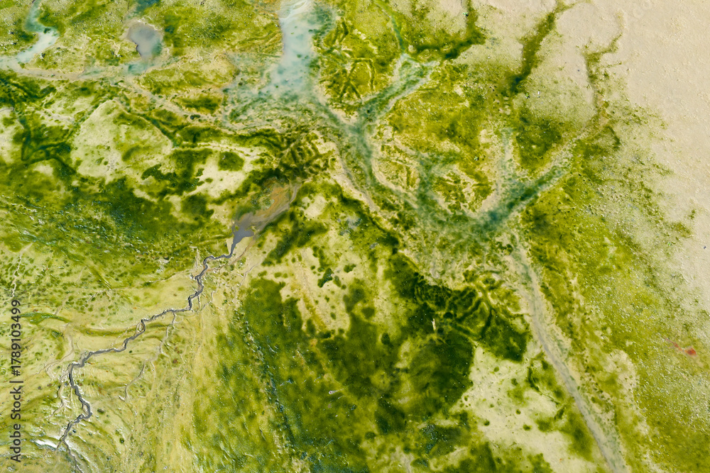 Obraz premium Blooming green water. Green algae polluted in dry lake