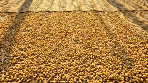 foolishness. Barley grains drying on a mat under soft, natural sunlight. menu design, packaging mockups, designed for culinary blogs and recipe cards for restaurants, used by account managers.