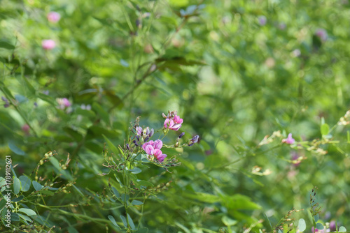 花を咲かせたヤマハギ