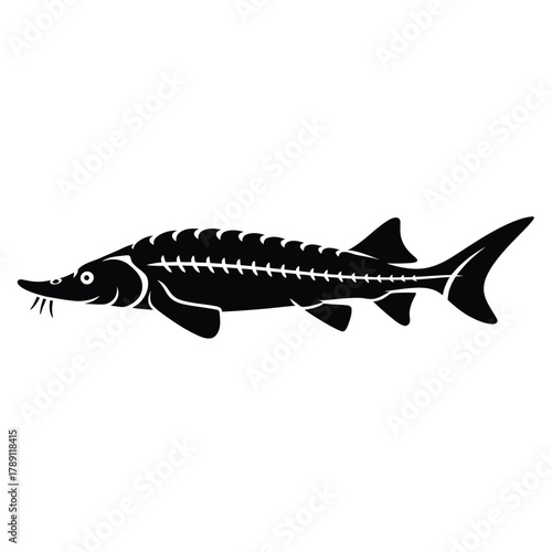 Black silhouette of a sturgeon fish on a white background