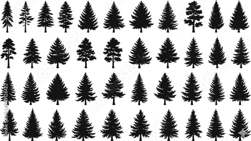 Conifer tree silhouette set, 40 evergreen shapes, black vector icons, forest species diversity, botanical illustration, nature graphic collection, landscape design elements