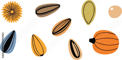 Assorted Seeds and a Sunflower Head Illustration on White Background