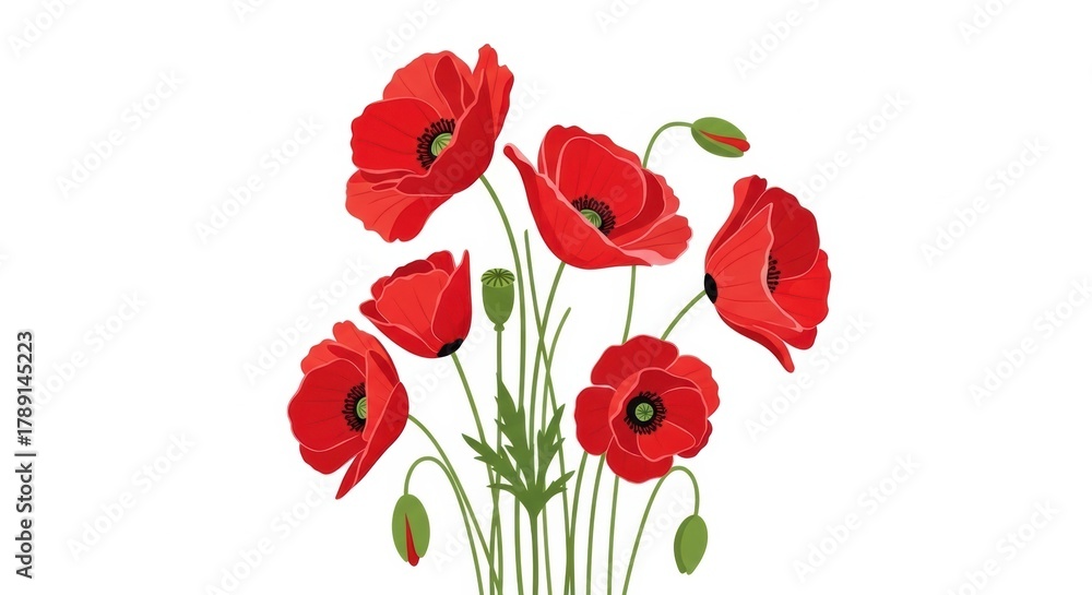 Naklejka premium Vibrant Red Poppies and Buds on White Background, Flowers, Floral, Bloom
