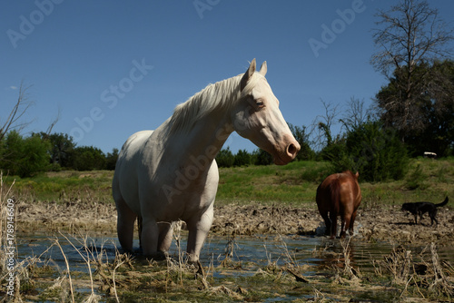 Принти на полотні White horse standing in shallow murky pond water closeup in Texas landscape, sorrel gelding in background on farm