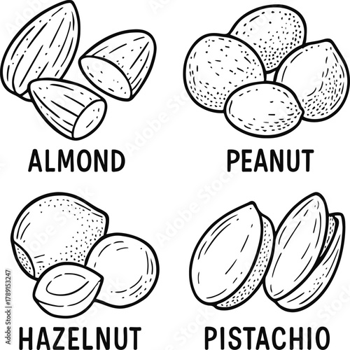 Hand-Drawn Nut Set Vector | Almond, Peanut, Hazelnut, Pistachio Line Art Illustration
