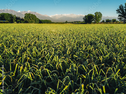 garlic farm in Mendoza, Argentina.