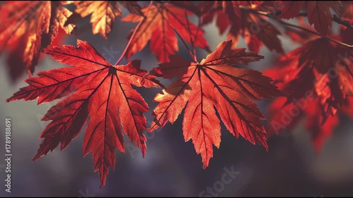 Vibrant Red Maple Leaves in Autumn Sunlight Close-Up View of Fall Foliage.