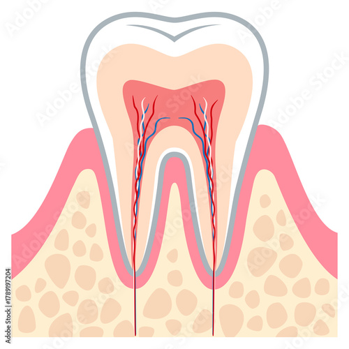健康な歯の断面図　歯の内部構造