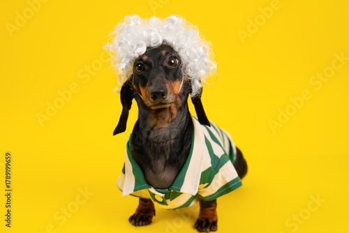 A playful dachshund in a curly white wig and striped shirt on a bright yellow background, cosplay or carnival Halloween party, with the theme of pets and cheerful concepts.