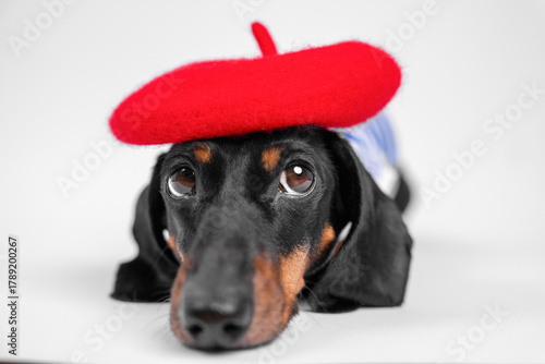 Cute dachshund dog wearing a bright red beret, showcasing a charming and relaxed personality, ideal for pet-themed designs or french cultural concepts.