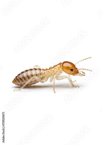 A light-colored insect likely a termite is captured in profile on a white background displaying its segmented body six legs distinct head and antennae