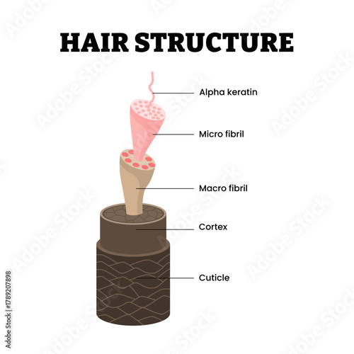 Hair structure anatomy diagram. Labeled alpha keratin, micro fibril, macro fibril, cortex, cuticle. Anatomy of hair shaft. Hair care. Vector medical poster design illustration.
