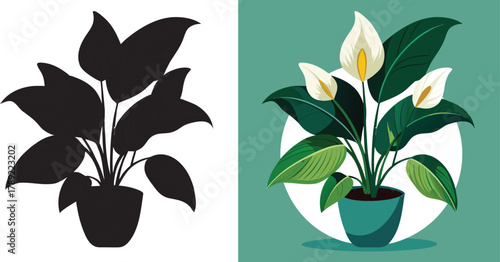 Vibrant peace lily plant brings life and tranquility to any modern home or office space, adding a touch of elegant natural beauty.