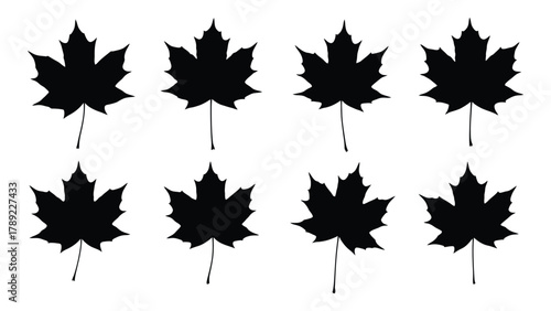 Maple leaf silhouettes isolated on white background, Vector