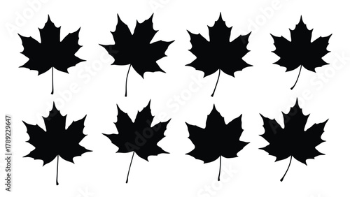 Black maple leaf silhouettes isolated on white background, Vector