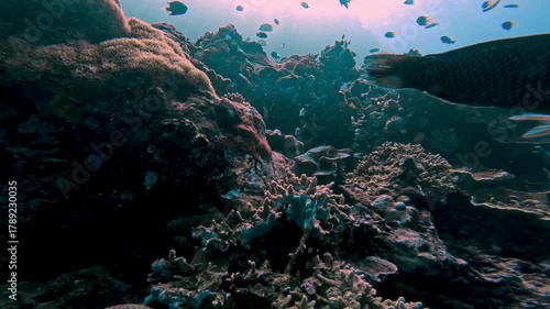 Beautiful Fishes Swimming at Coral Reef in Blue Cold Water of Tropical Ocean. Sea Nature of Underwater Animals in Aquatic Environment and Rock Plants. Amazing Concept of Wild Marine Life of Undersea