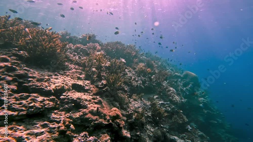 Beautiful Fishes Swimming at Coral Reef in Blue Cold Water of Tropical Ocean. Sea Nature of Underwater Animals in Aquatic Environment and Rock Plants. Amazing Concept of Wild Marine Life of Undersea