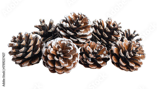 Group of Natural Pinecones Dusted with White Snow or Frost Isolated