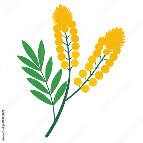 Mimosa flower silhouette on a clean white background