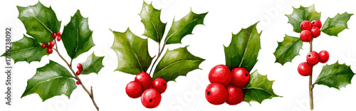 Set of holly leaves and red berries, vector graphic illustration