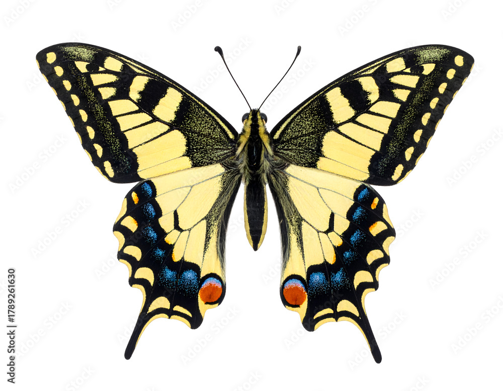 Fototapeta premium Swallowtail isolated on transparent png