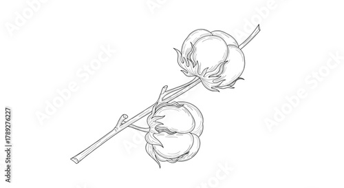 Botanical illustration of two cotton bolls on a branch, featuring detailed line art of the natural fiber plant.