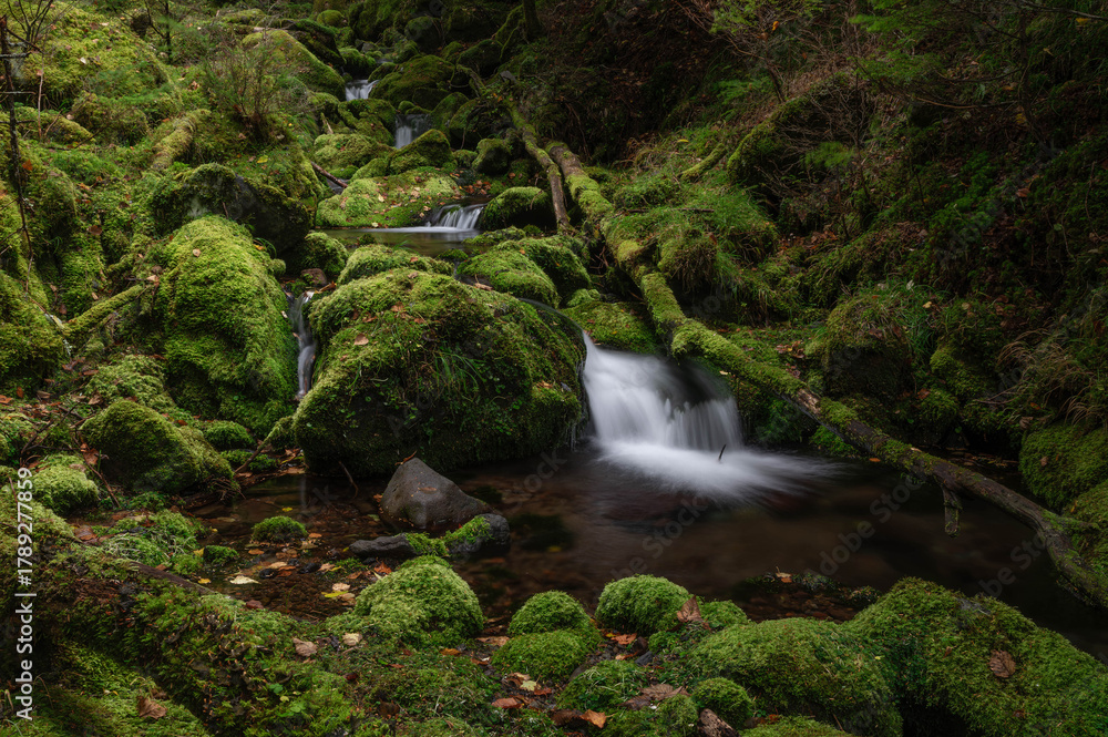 Obraz premium 苔の森からの流れを集めた亜高山の清流