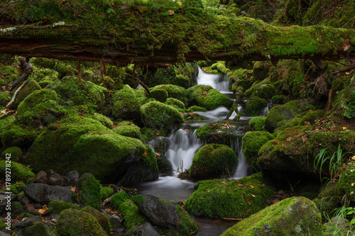 苔の森からの流れを集めた亜高山の清流