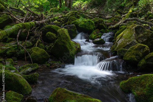 亜高山の森を流れる苔に覆われた渓流
