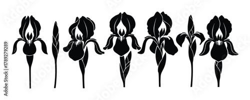 Black and white floral elements, iris botanical line art, elegant flora bloom illustration